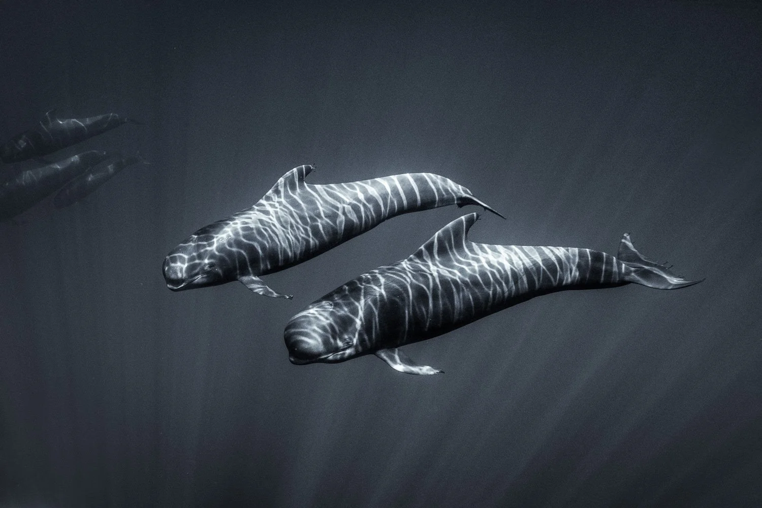 pilot-whales-underwater.jpg