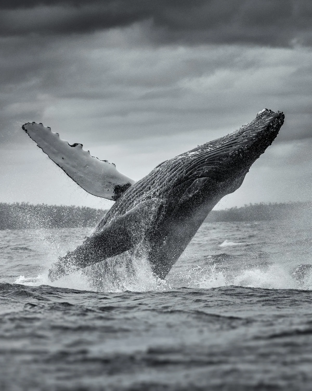 humpback-whale-breaching.jpg