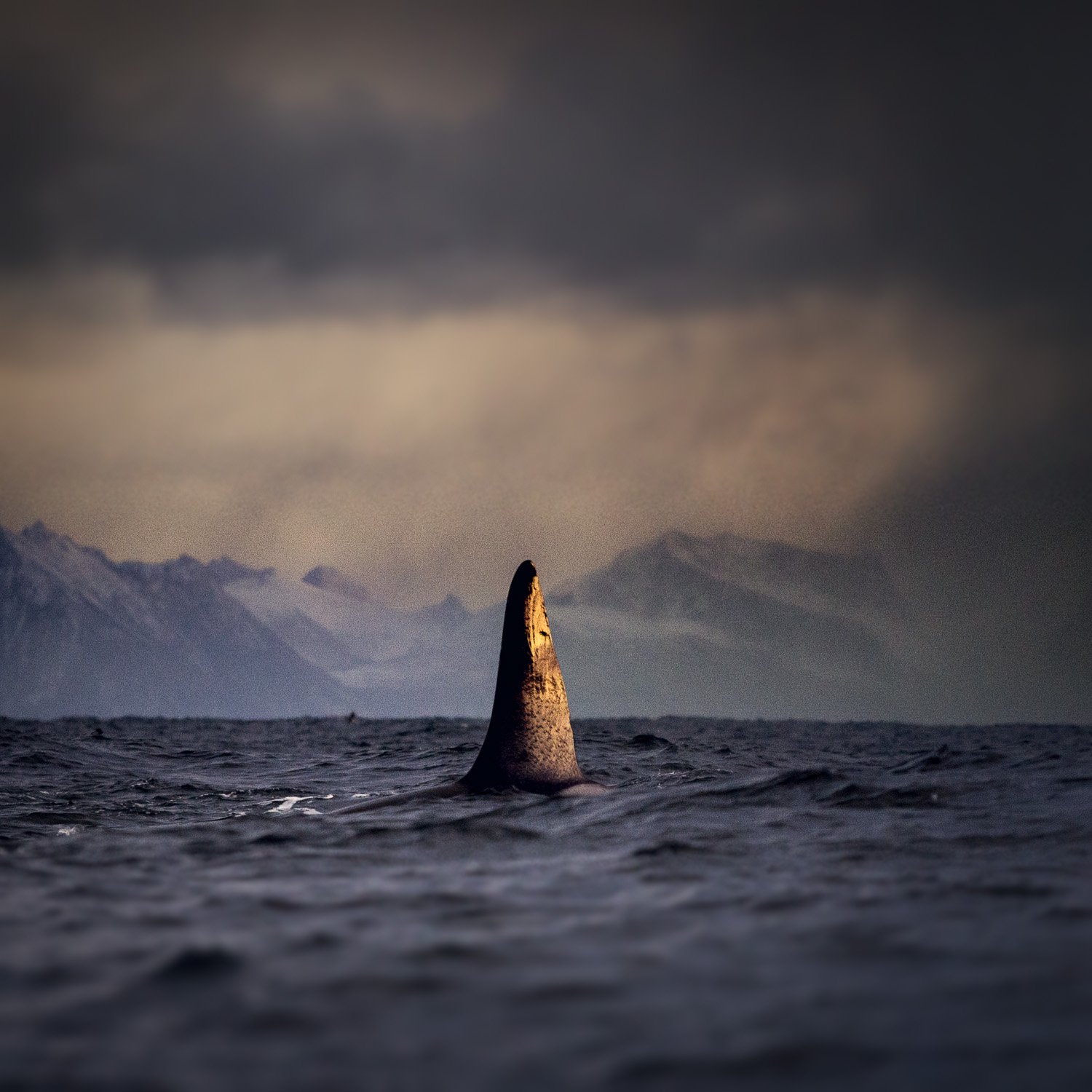 arctic-sunset-reflection-orca-dorsal-fin-male.jpg