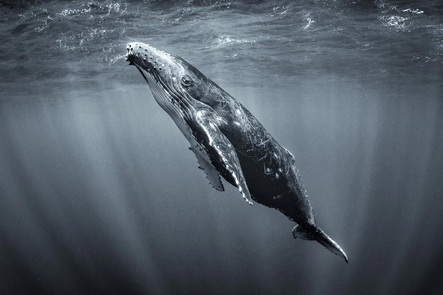 humpback-whale-underwater-portrait.jpg