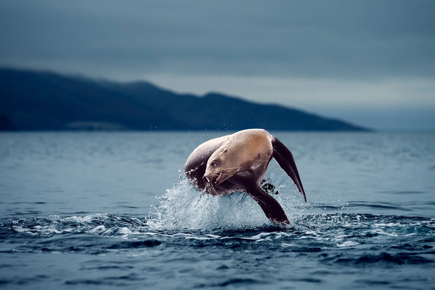 jumping-sealion-moody-landscapes-mexico.jpg