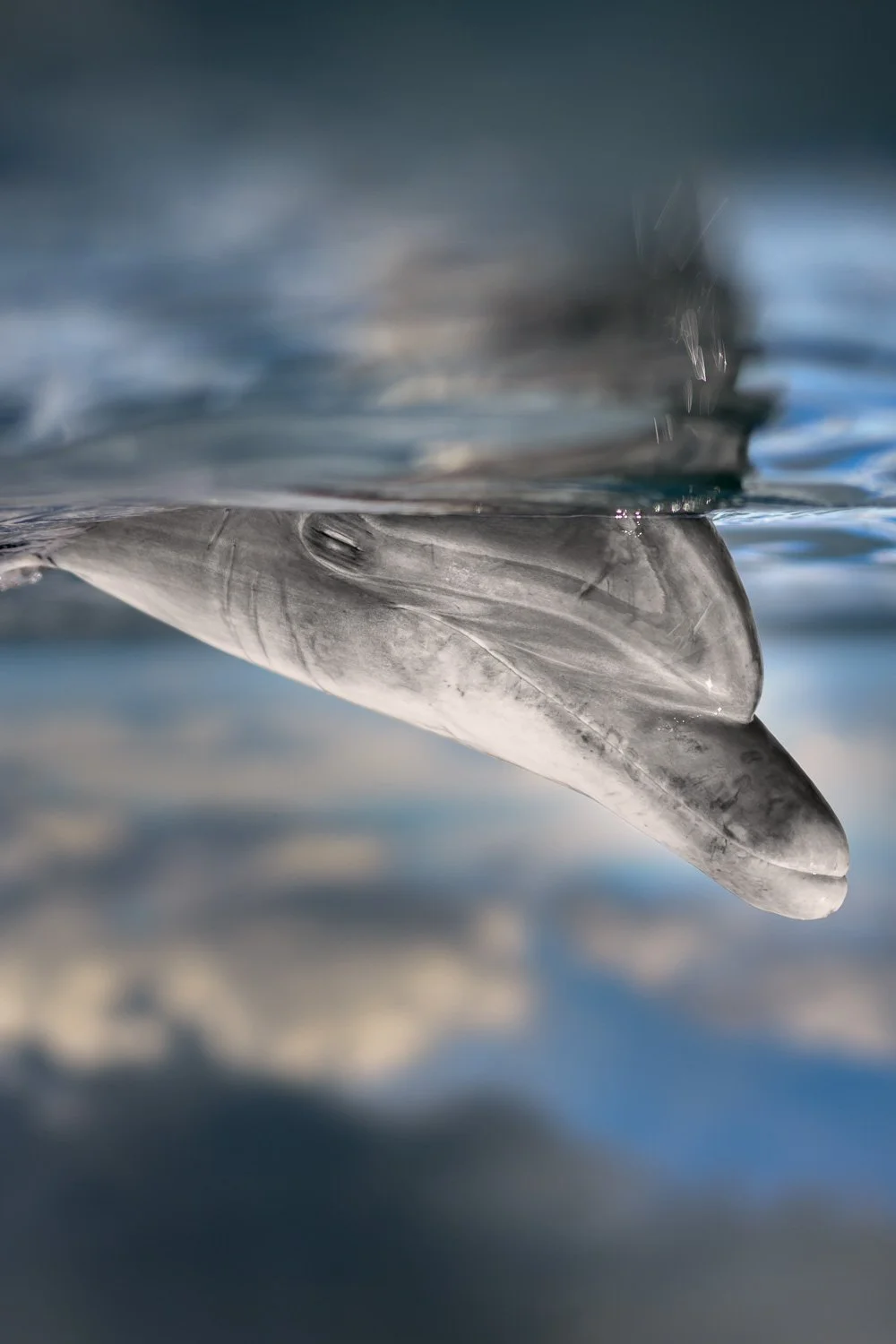 Artistic split-shot portrait of a bottlenose dolphin resting just beneath the surface, its smooth features mirrored against soft sky reflections above the Atlantic