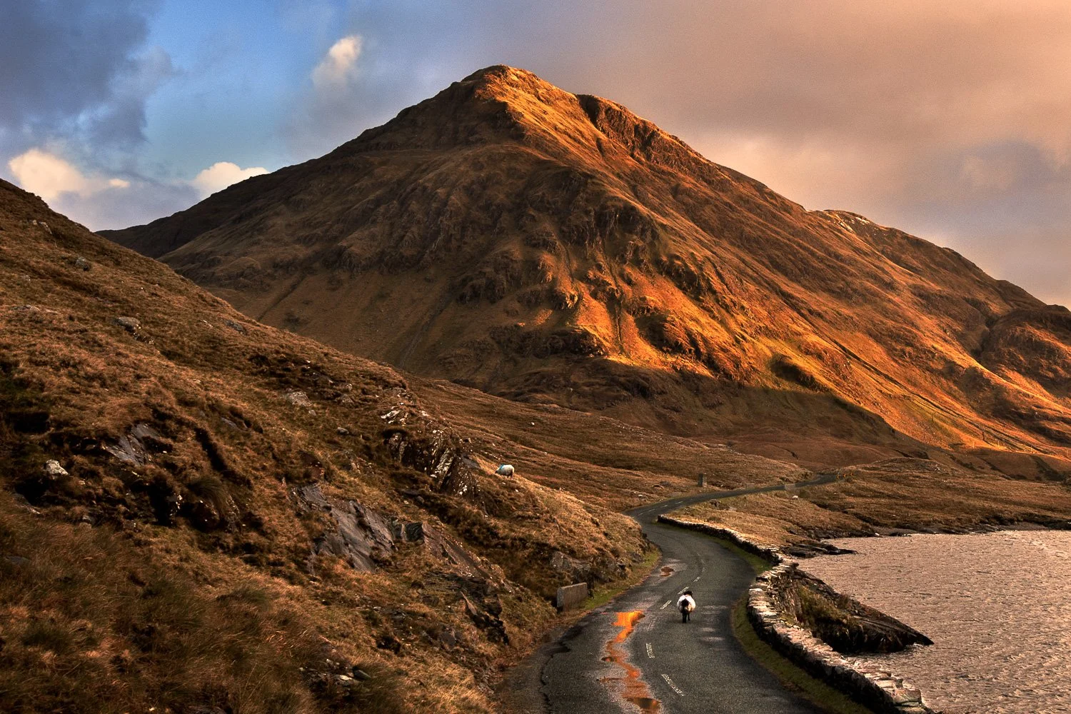 connemara-killary-fjord-sheep-ireland.jpg