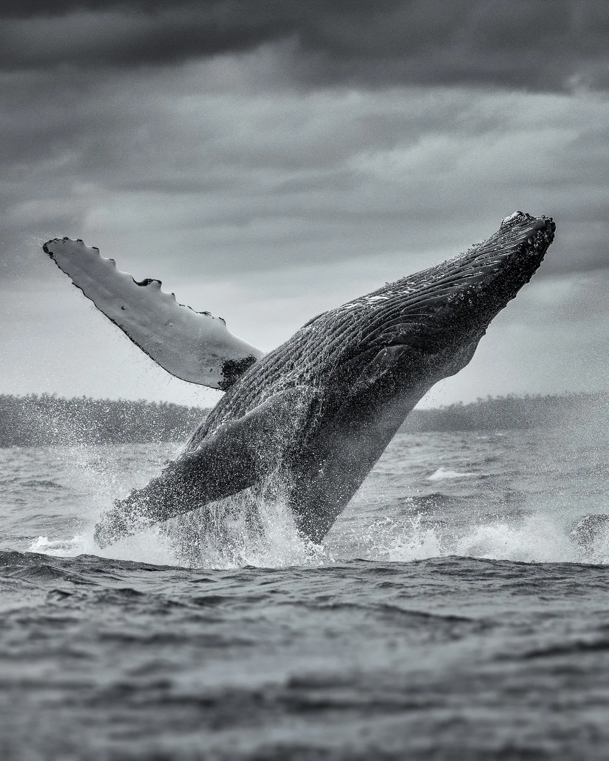 A whale breaching the ocean surface with water splashing around, under a cloudy sky.