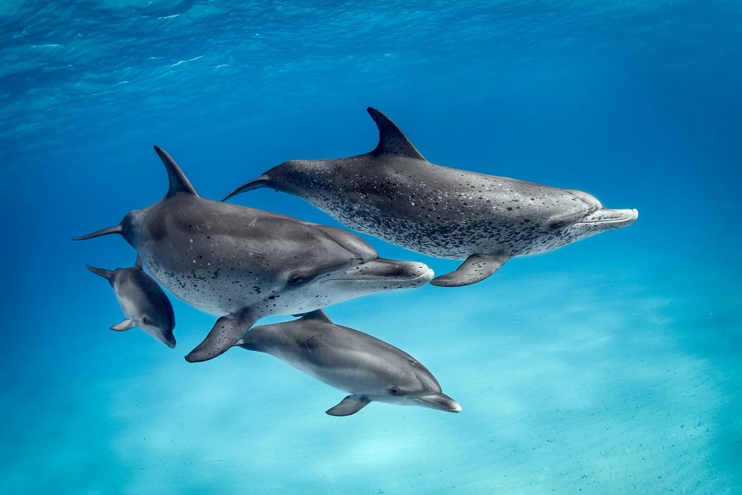 Atlantic-spotted-dolphins-bahamas-turquoise-water.jpg