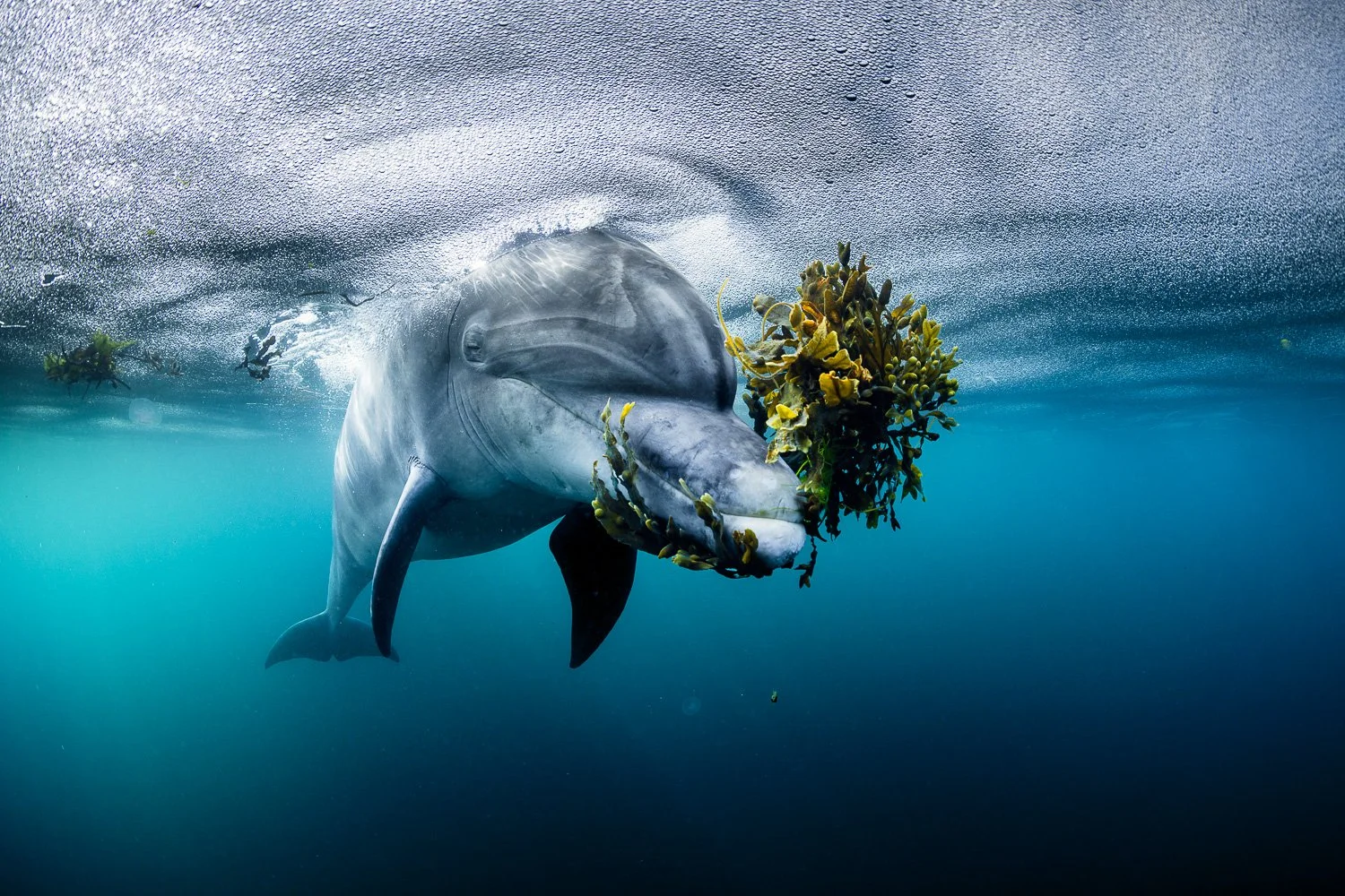 Dolphin underwater holding a bunch of kelp in its mouth, surrounded by bubbles in the ocean.