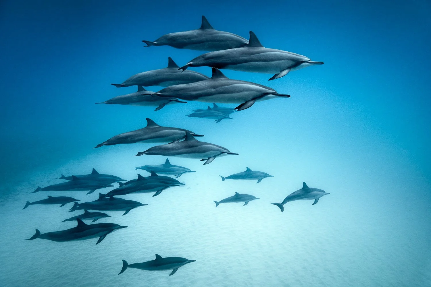 big-pod-of-spinner-dolphins-hawaii.jpg