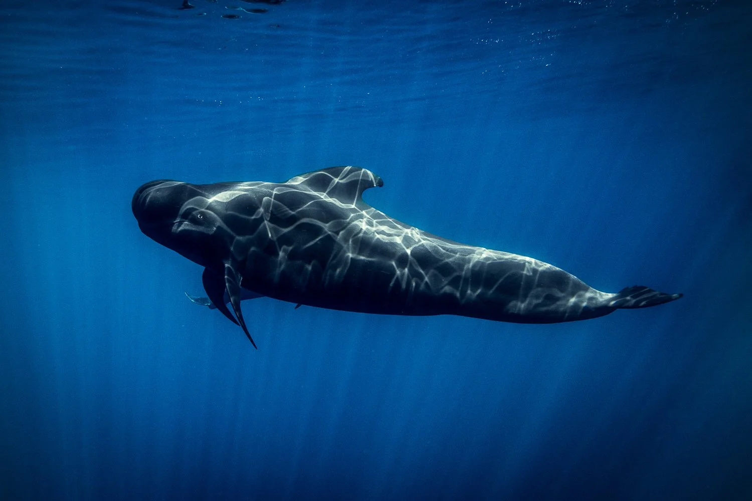 light-stripe-piant-pilot-whale.jpg