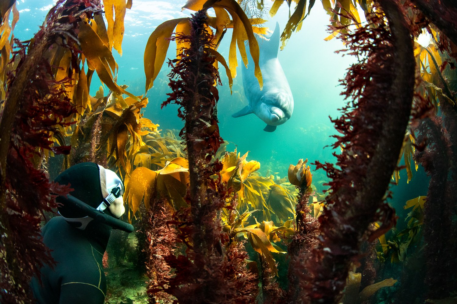 Underwater scene of a free diver meeting a bottlenose dolphin inside a vibrant Irish kelp forest, emerald light filtering through the water above