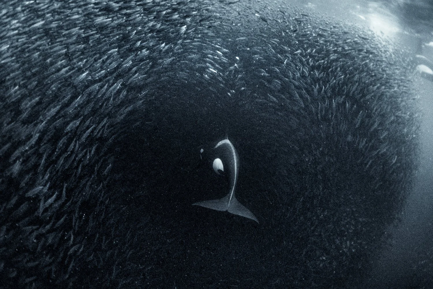 orca-surrounded-by-school-of-fish.jpg