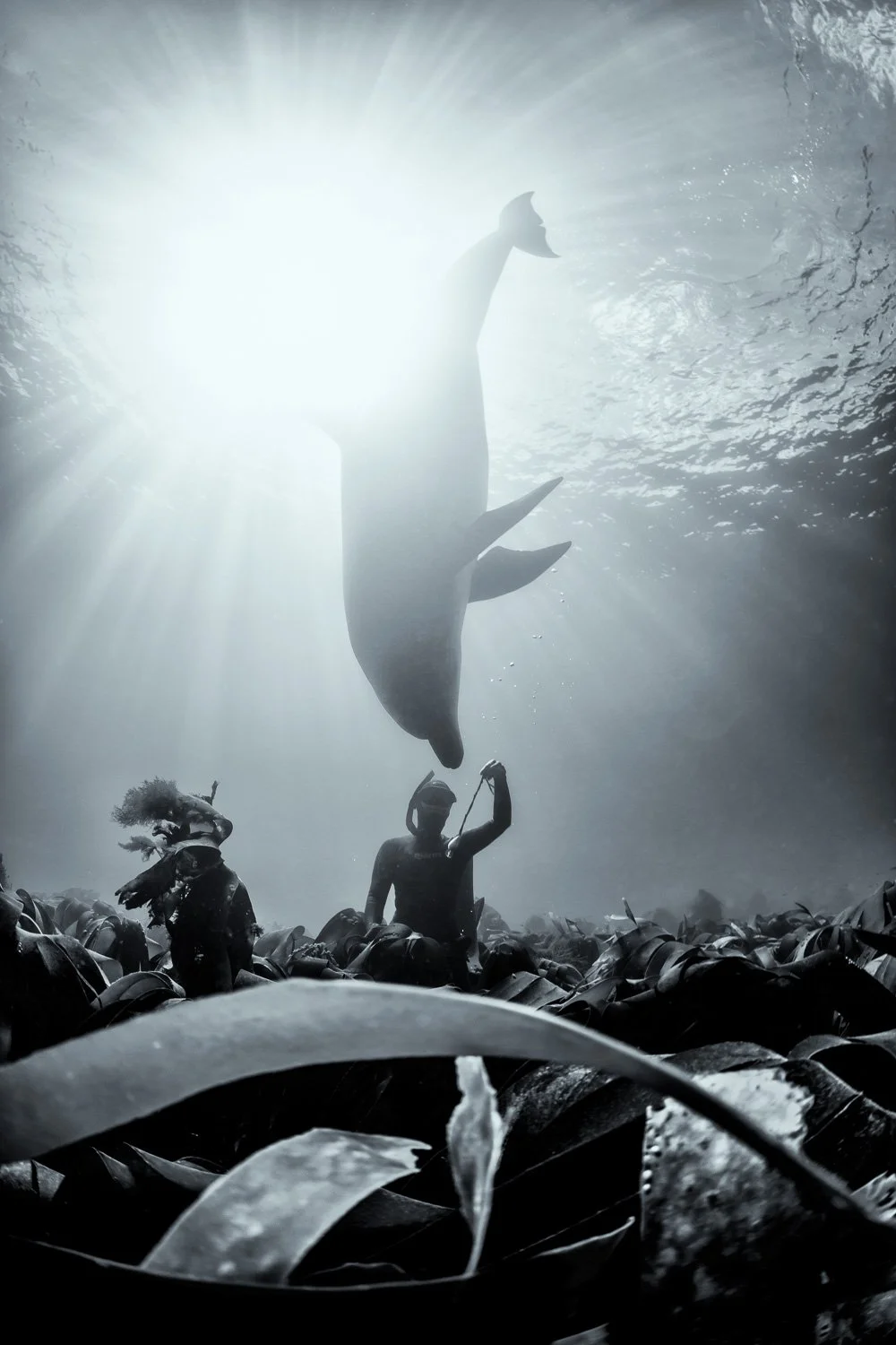 Black-and-white underwater scene of a bottlenose dolphin suspended above a free diver, silhouetted against a burst of sunlight as they hover over a dense forest of Atlantic kelp