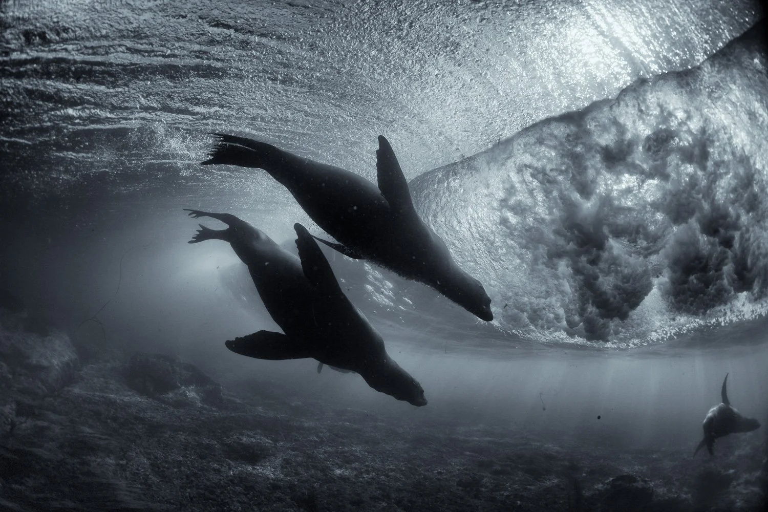 sea-lions-surf-zone-underwater.jpg