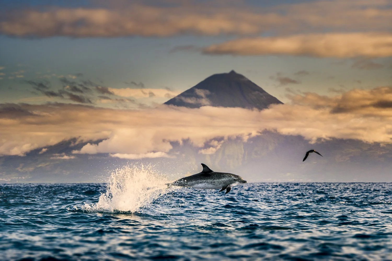 atlantic-spotted-dolphin-jump-pico-mountain-azores.jpg