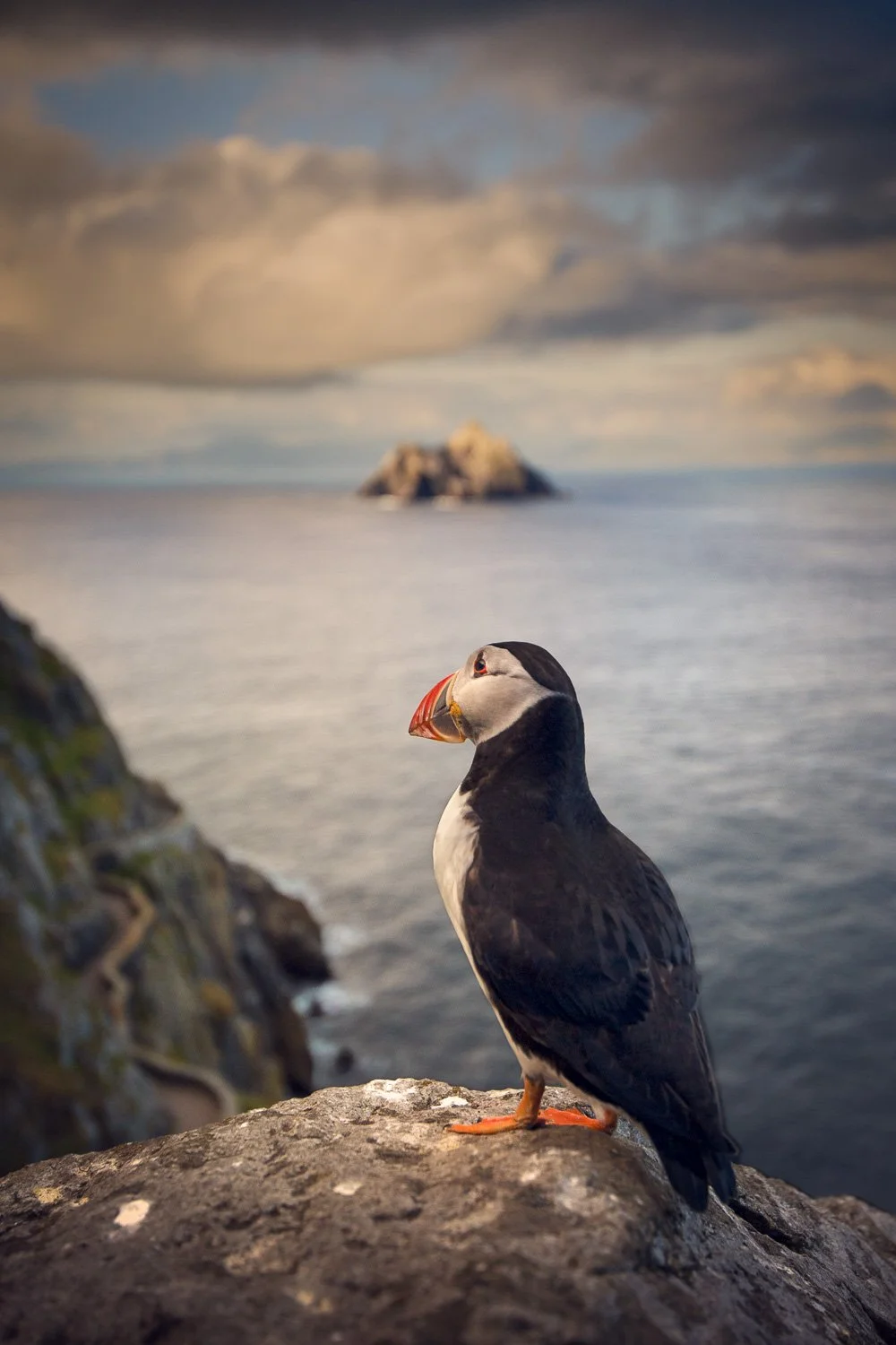atlantic-puffin-skellig-islands-ireland.jpg