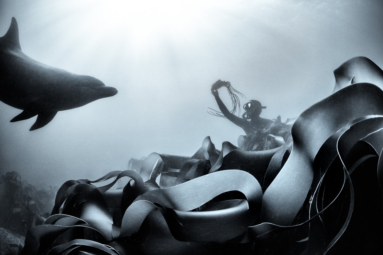 Freediver playing with a dolphin in seaweed in Ireland