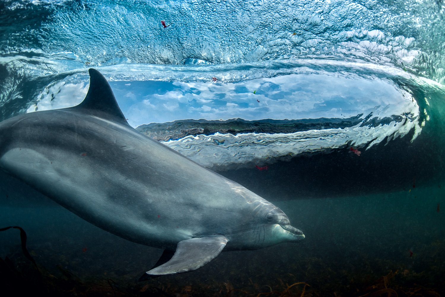 Dolphin surfing a barreling wave at the coast of Ireland