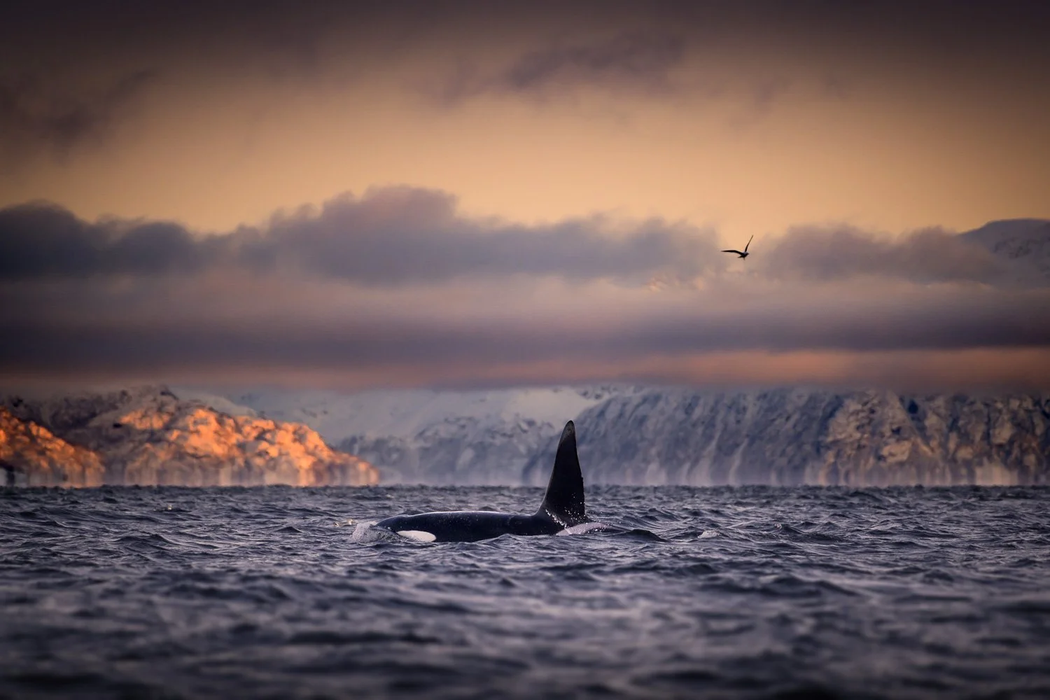 orca-winter-wonderland.jpg
