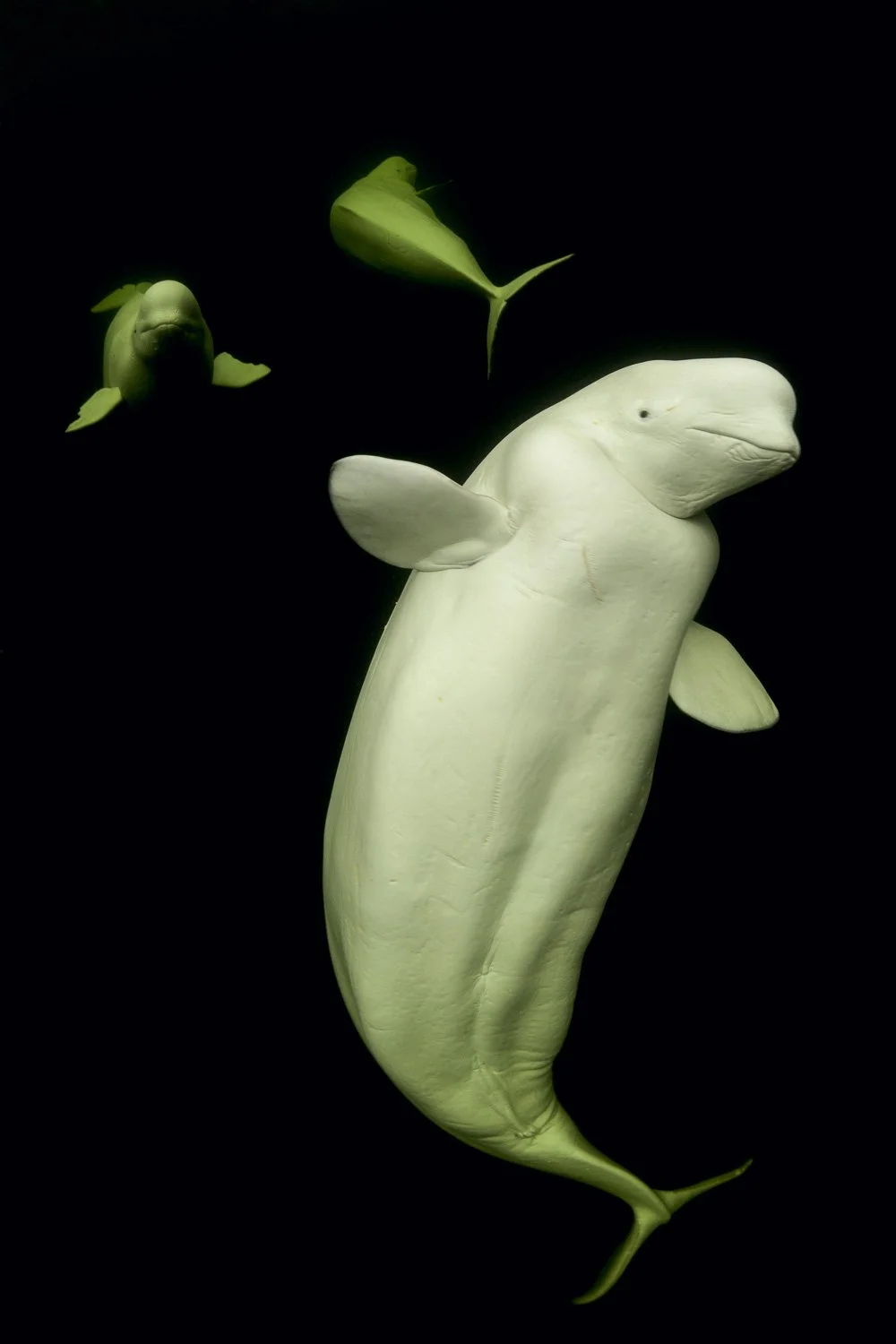 dancing-beluga-whale-underwater-arctic-russia.jpg