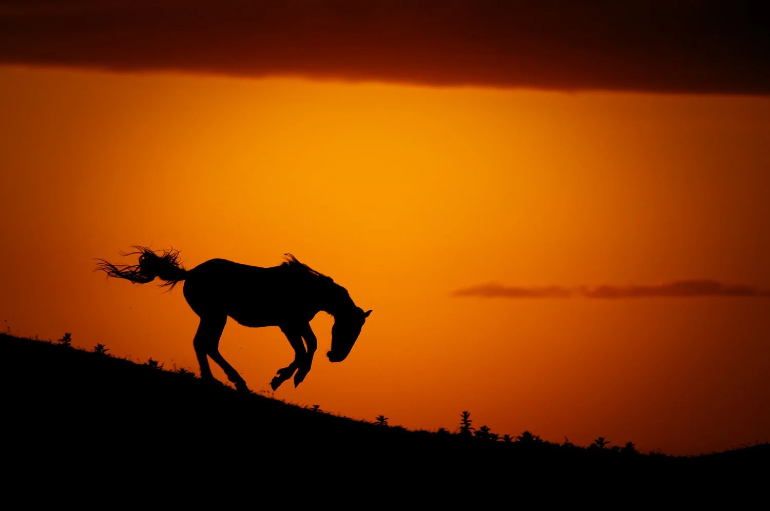 wild-horse-silhoutte-sunset-ireland.jpg