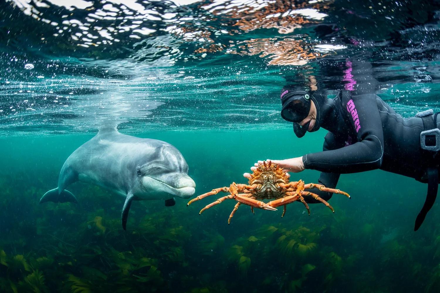 Underwater image of a bottlenose dolphin watching a free diver gently hold a large spider crab, set against a backdrop of emerald-green Atlantic water and swaying kelp