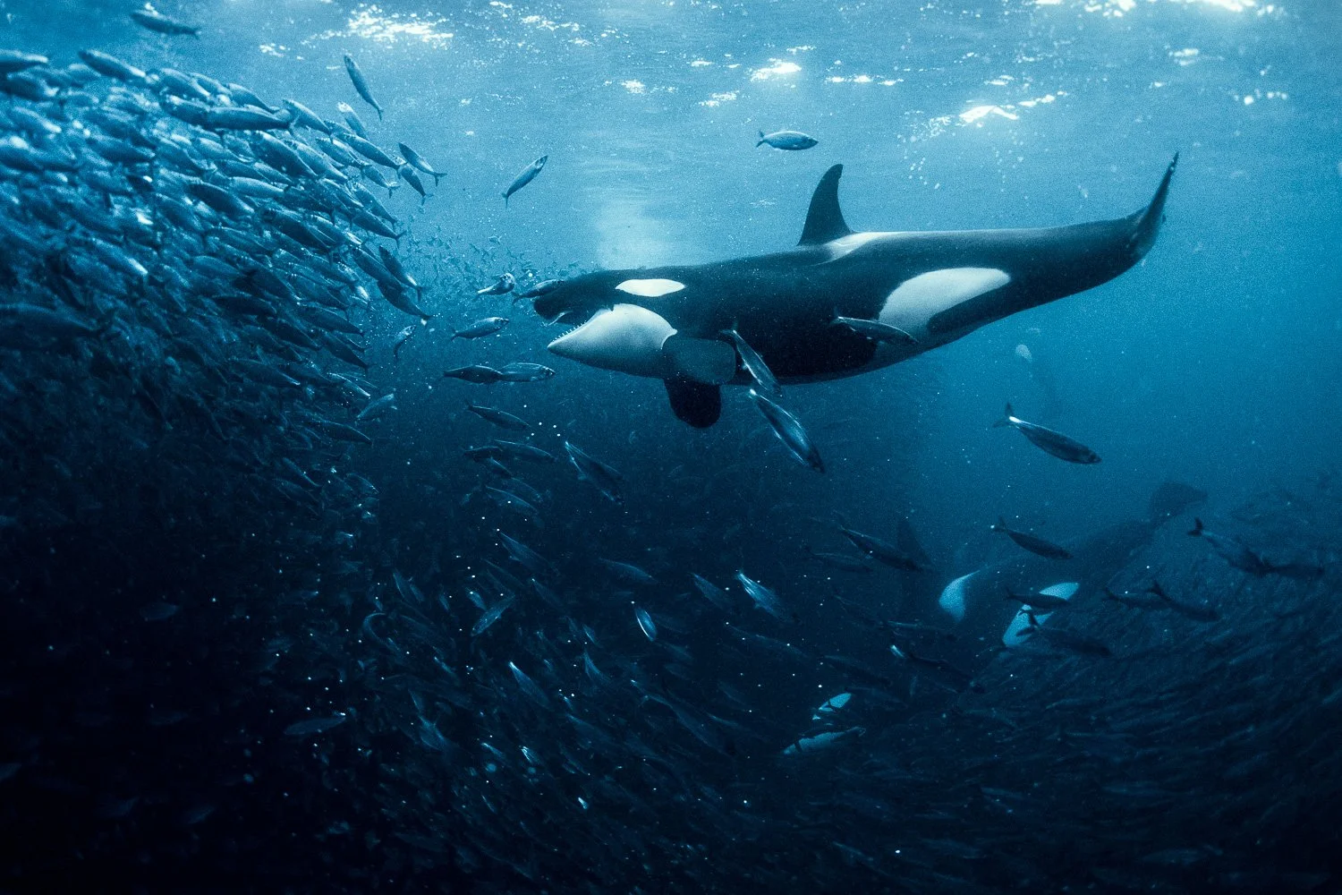 orca-killer-whale-hunt-herring-underwater-arctic.jpg