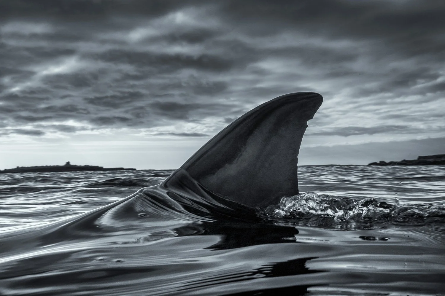 dolphin-fin-at-surface.jpg