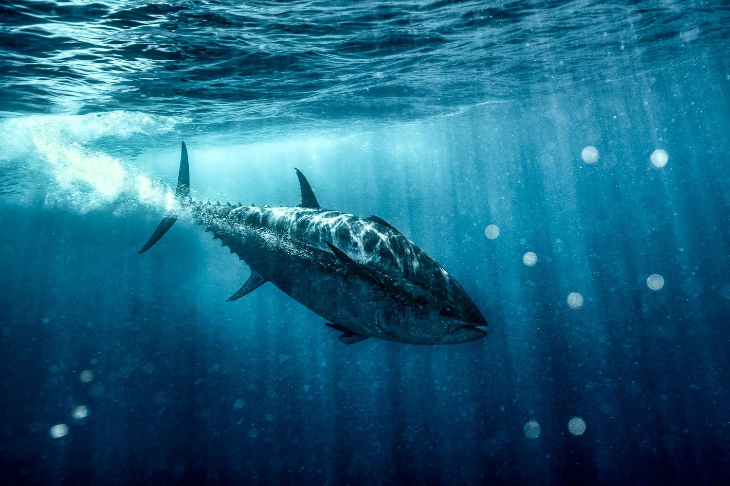 yellow-fin-tuna-hunt-underwater.jpg