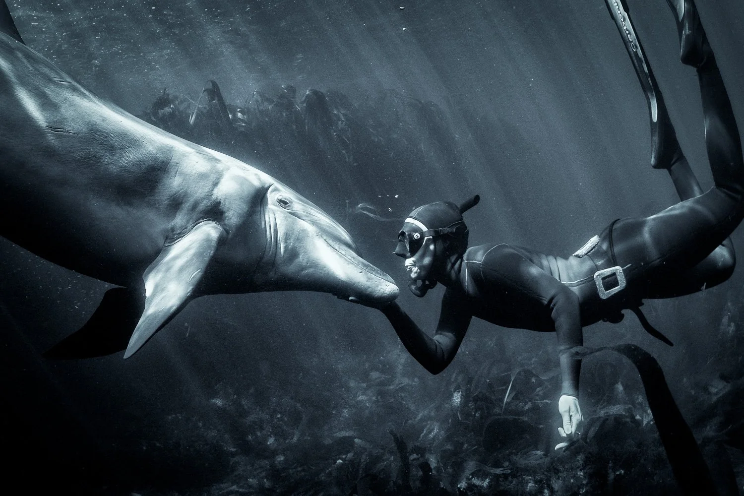 dusty-dolphin-human-connection-21-years.jpg