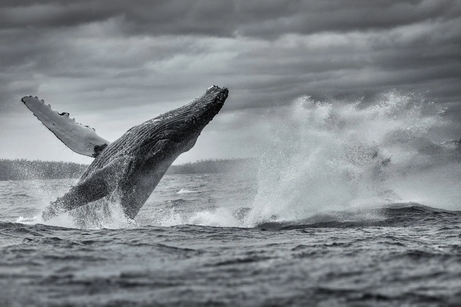 dramatic-sky-humpback-whale-breach-black-and-white-print.jpg