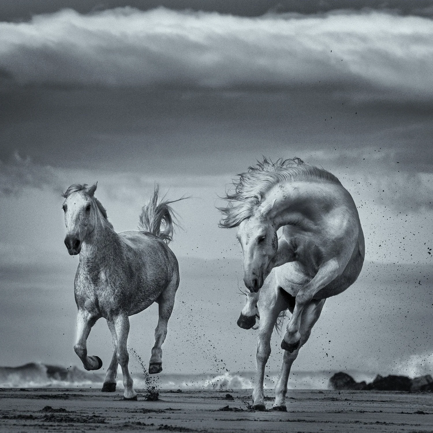 camargue-white-horses-running-beach.jpg