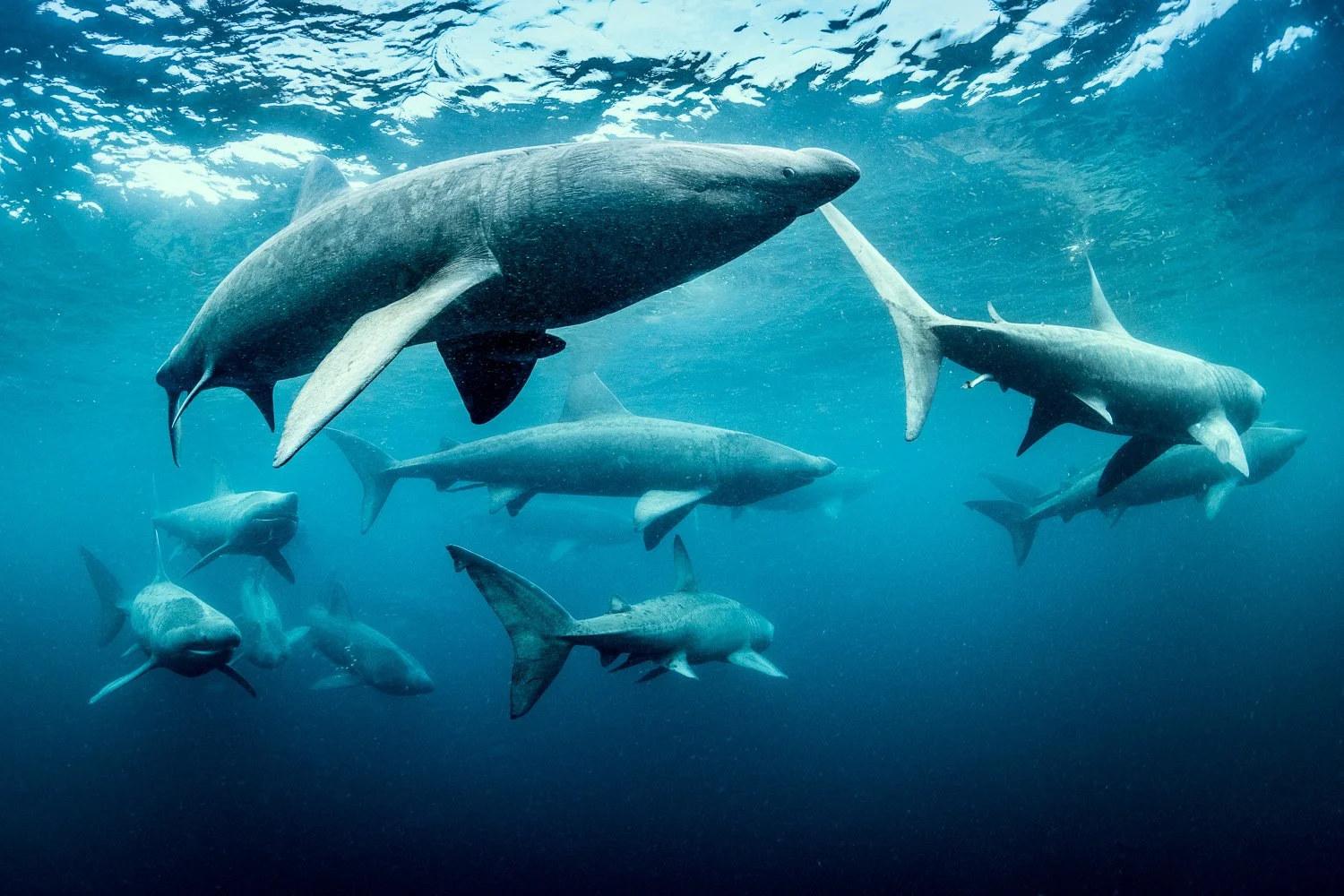 Basking shark gathering underwater in the ocean, Ireland