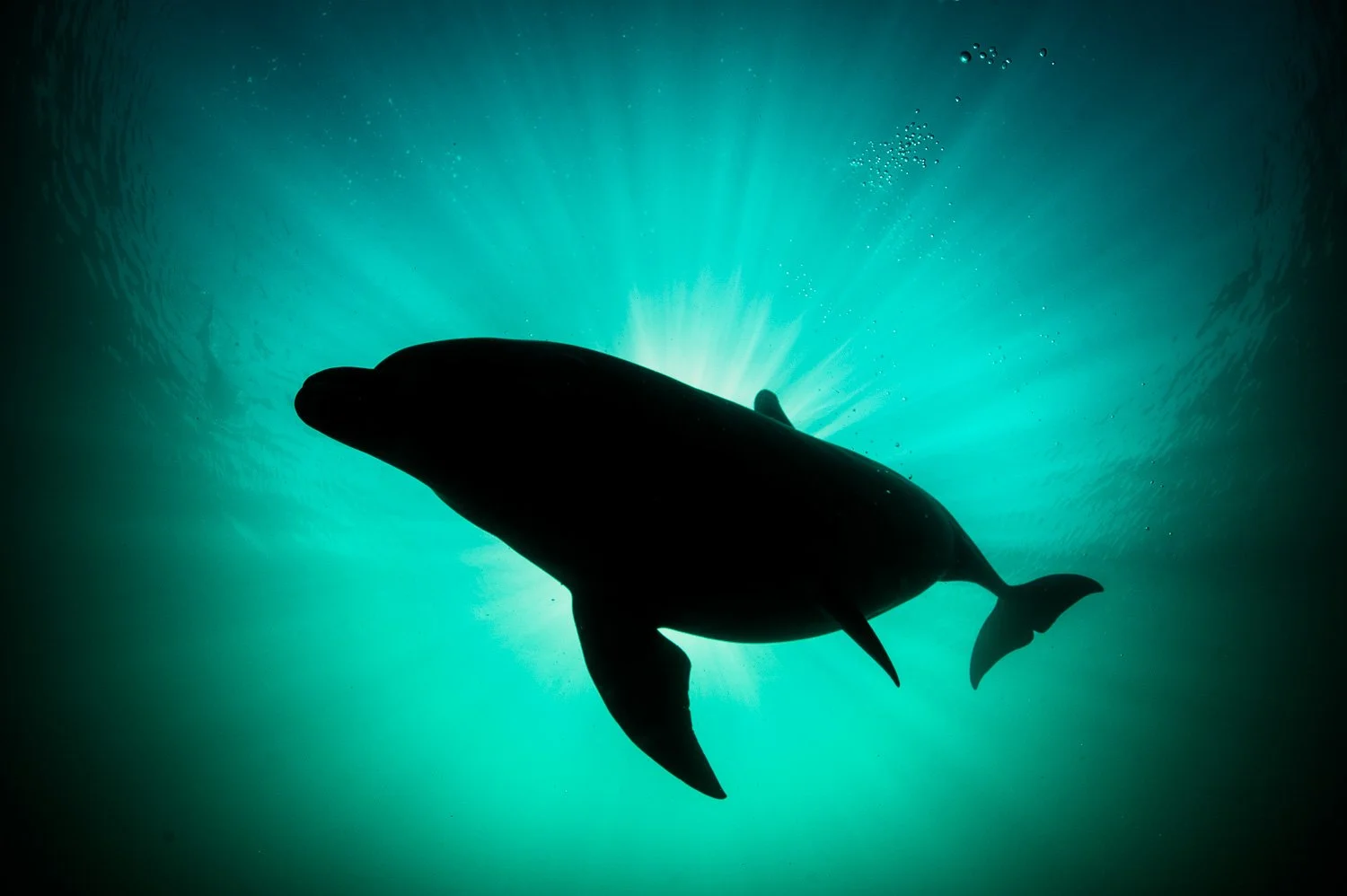 Dramatic underwater silhouette of a bottlenose dolphin suspended beneath radiant emerald sunbeams, captured off the rugged west coast of Ireland.