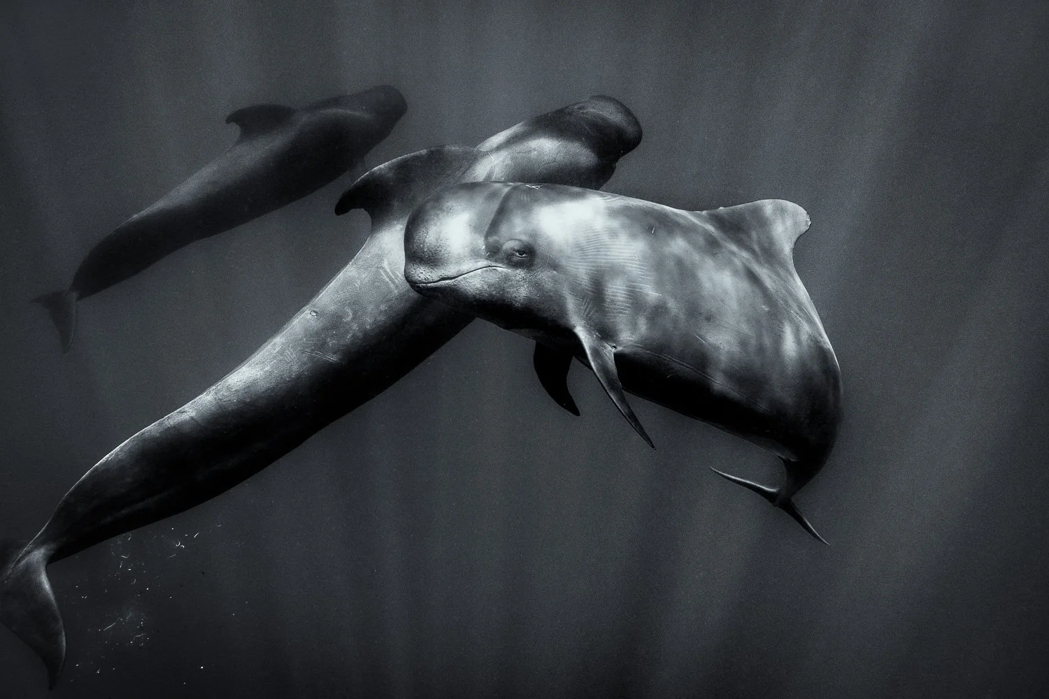 pilot-whale-social-behavior.jpg