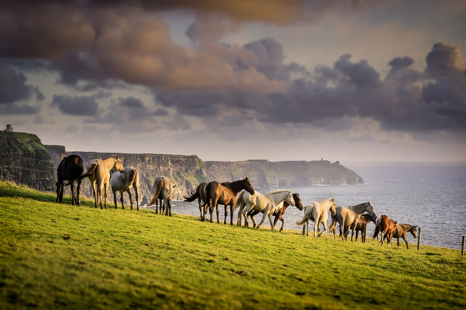 wild-atlantic-horses-cliffs-of-moher-ireland.jpg
