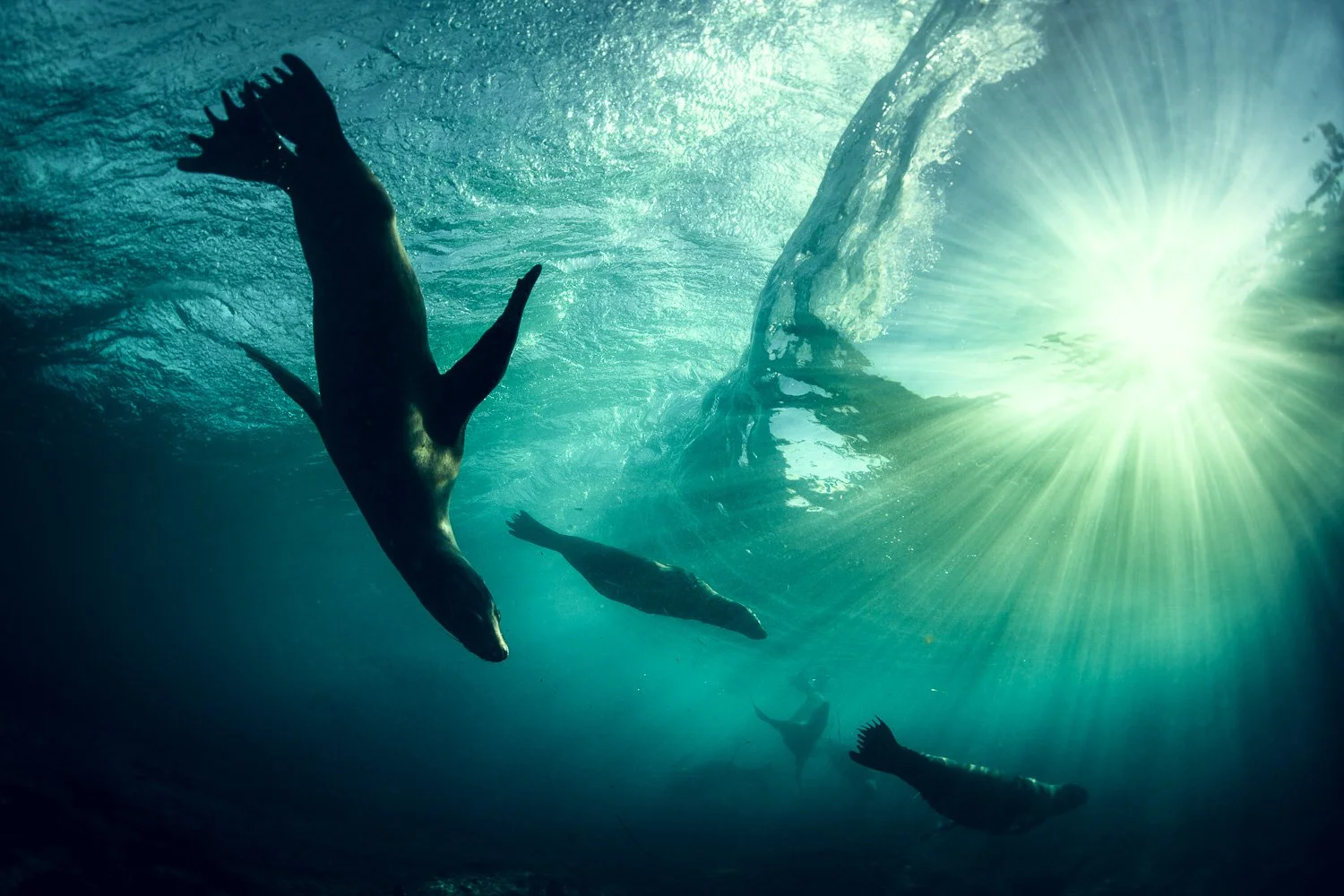 surfing-sealions-underwater-california.jpg