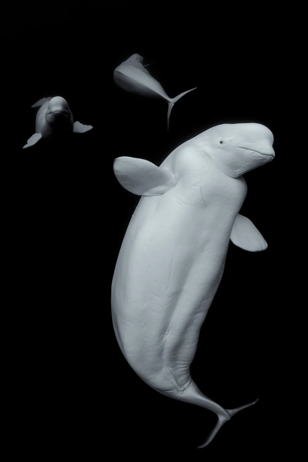 beluga-whales-black-background.jpg