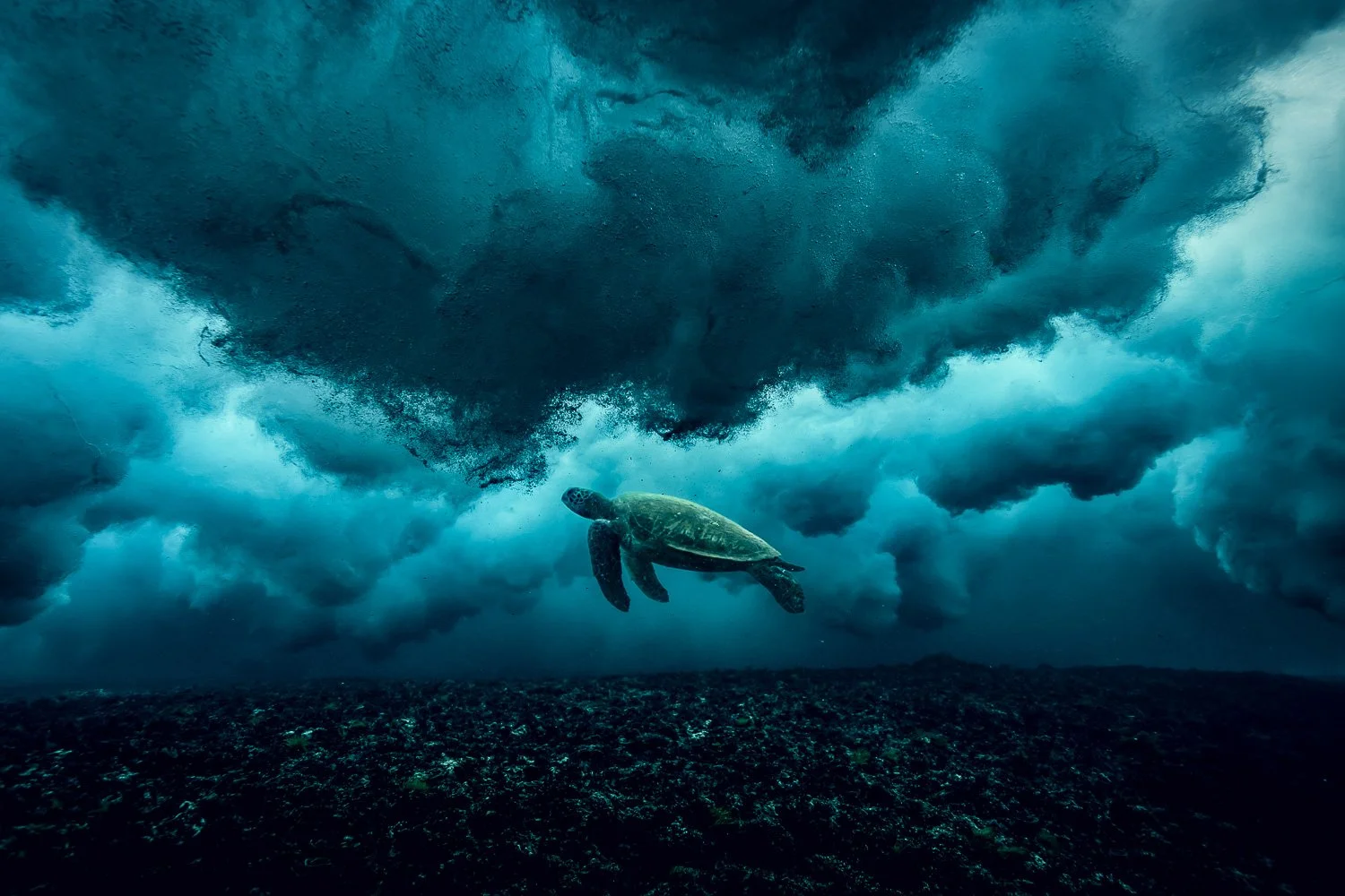 turtle-under-massive-wave.jpg