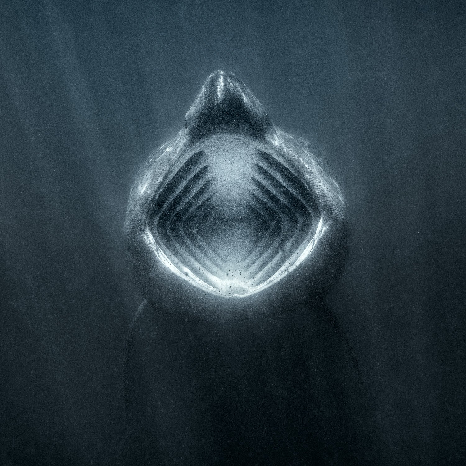 A close-up of a Basking Shark's open mouth underwater, showing the characteristic gill slits inside at the coast of Ireland