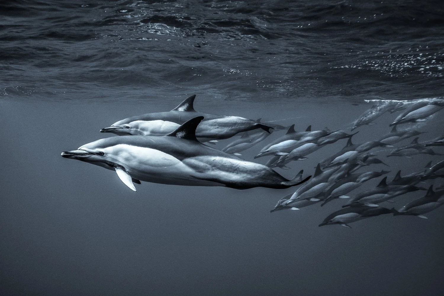 common-dolphin-pod-swimming.jpg