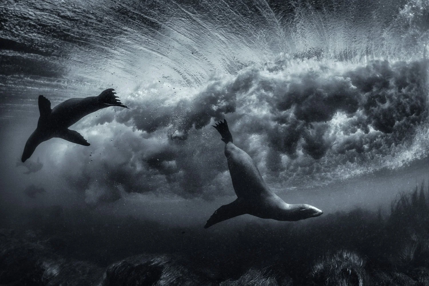 sea-lion-surf-wave-energy-underwater.jpg