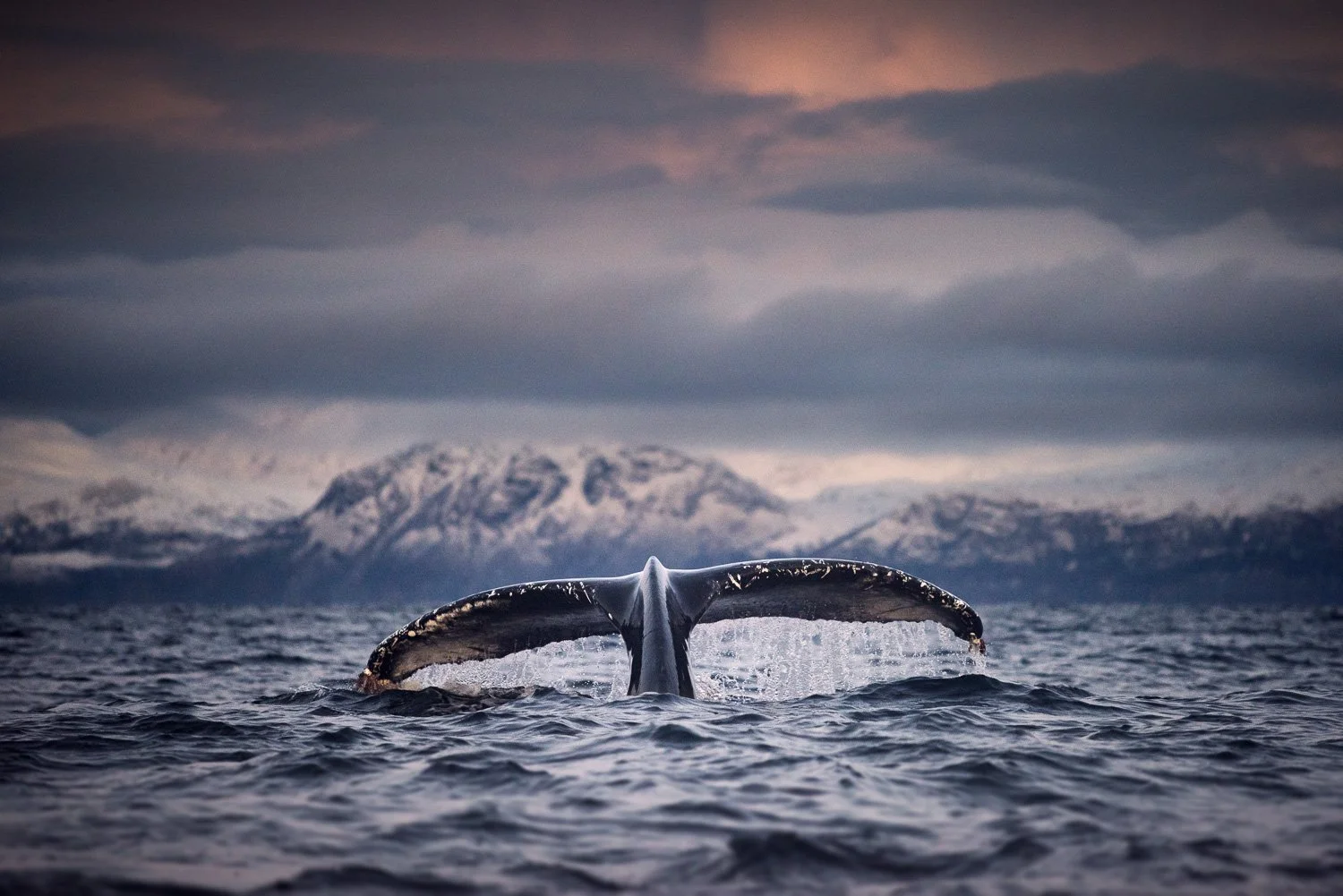 humpback-whale-tail-mountains-snow-arctic.jpg