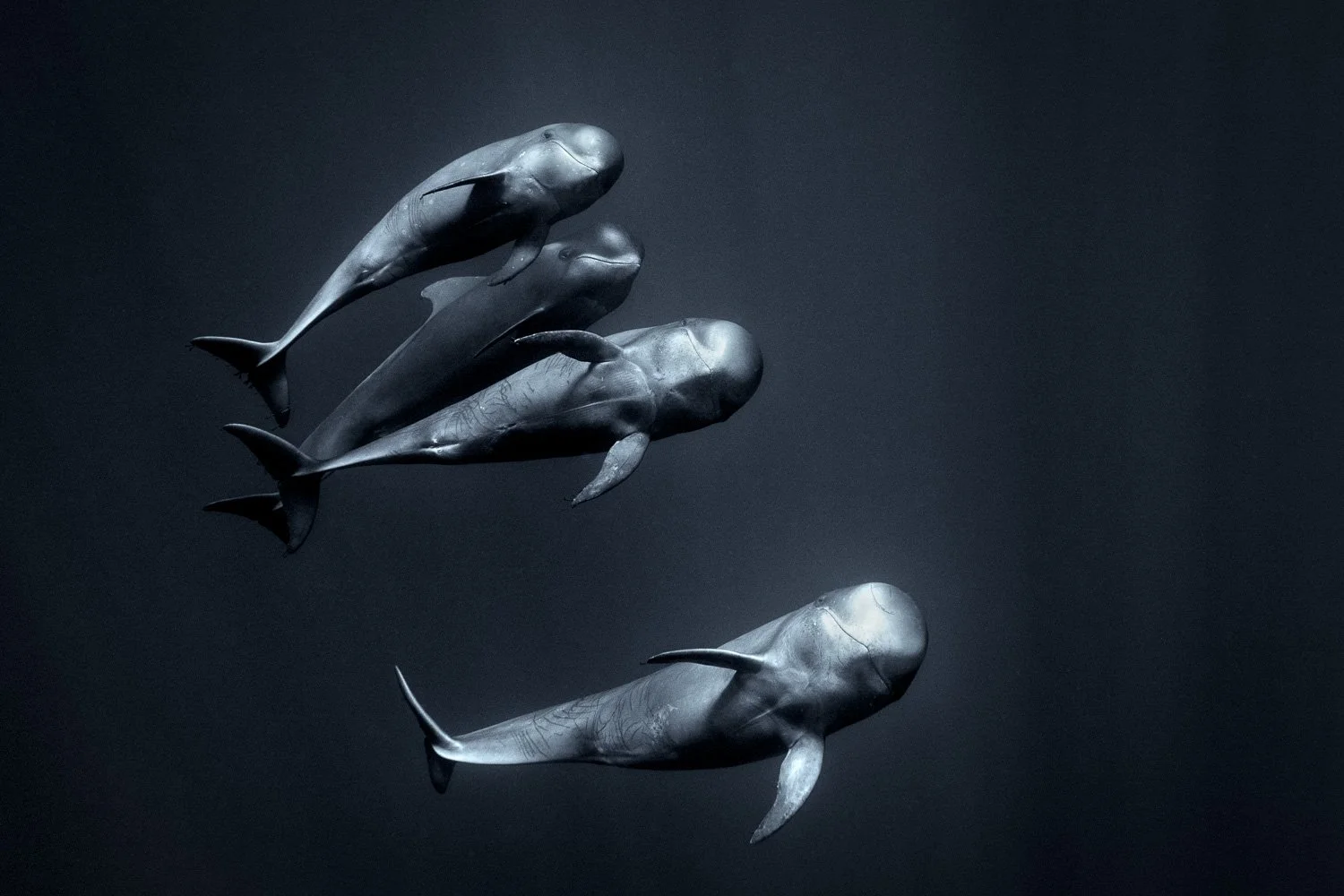 pilot-whales-family-portrait-underwater.jpg