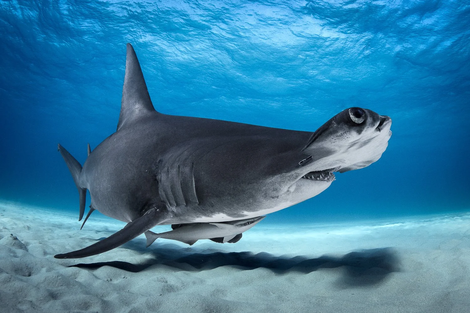 great-hammerhead-shark-detaills-bahamas.jpg