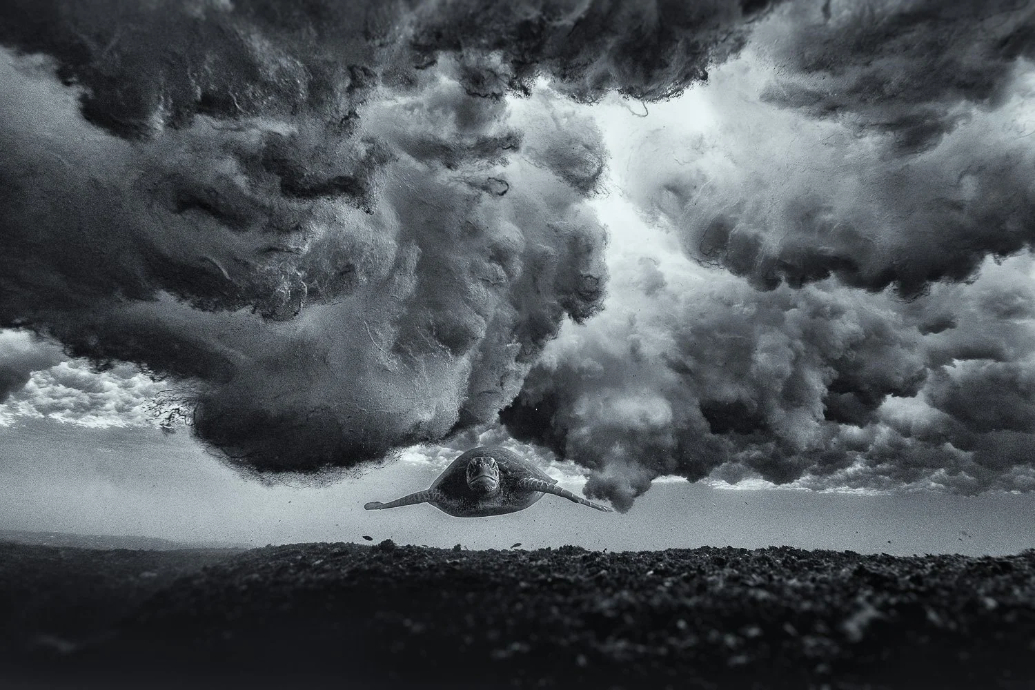 A sea turtle swimming under large dark clouds of breaking waves above, black and white photography.