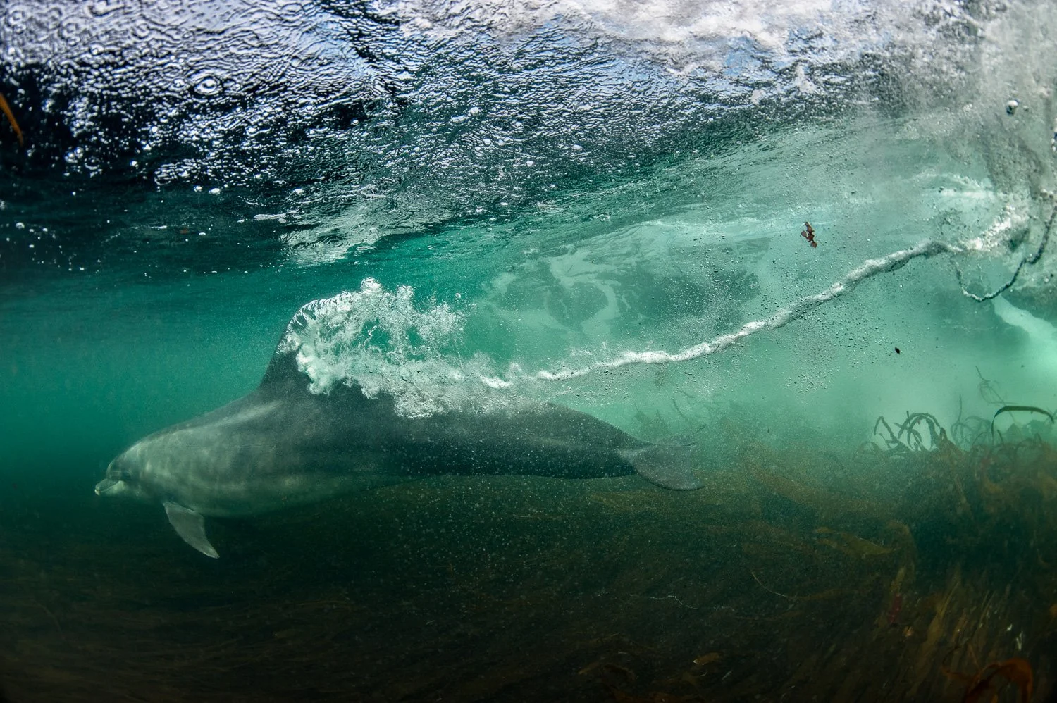A bottlenose dolphin racing along the base of a translucent wave, leaving a trail of bubbles as it glides above a swaying bed of Atlantic seaweed