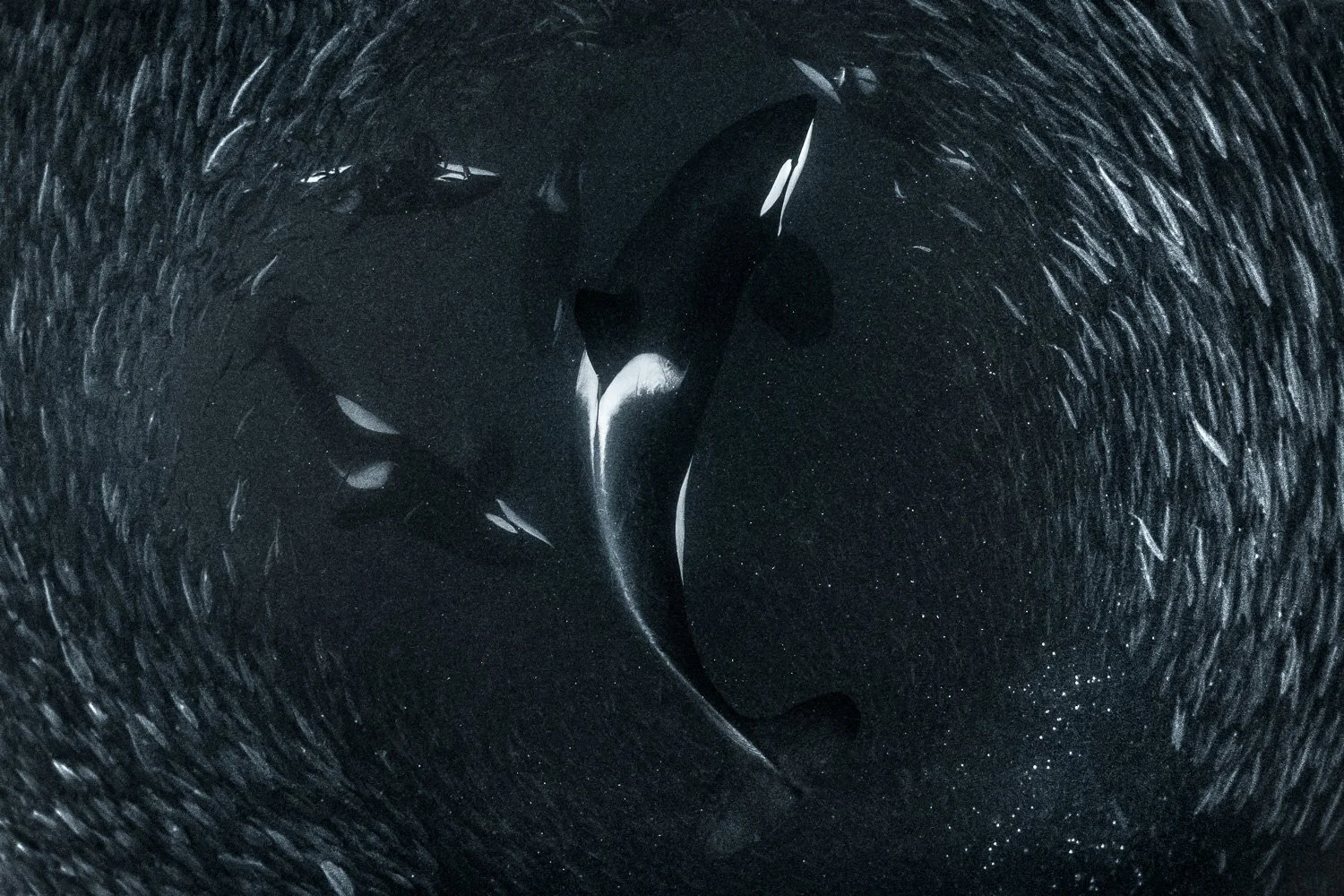 orca-inside-bait-ball-underwater.jpg