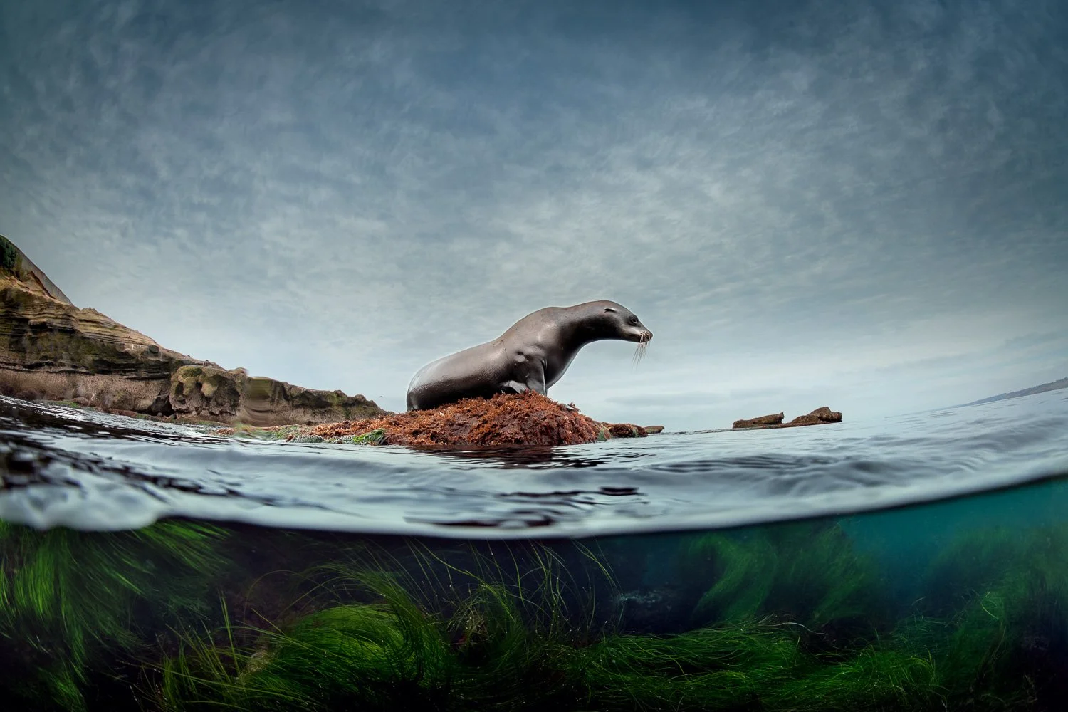sea-lion-la-jolla-split-view.jpg