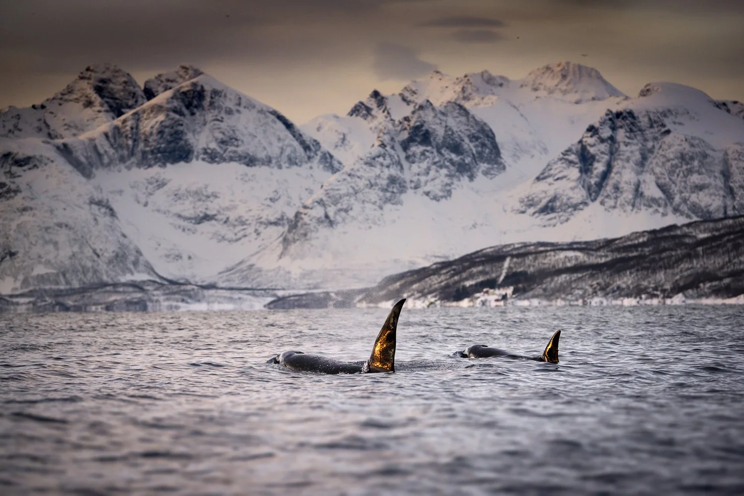orcas-sunset-reflection-dorsal-fins-snow-mountain-arctic.jpg