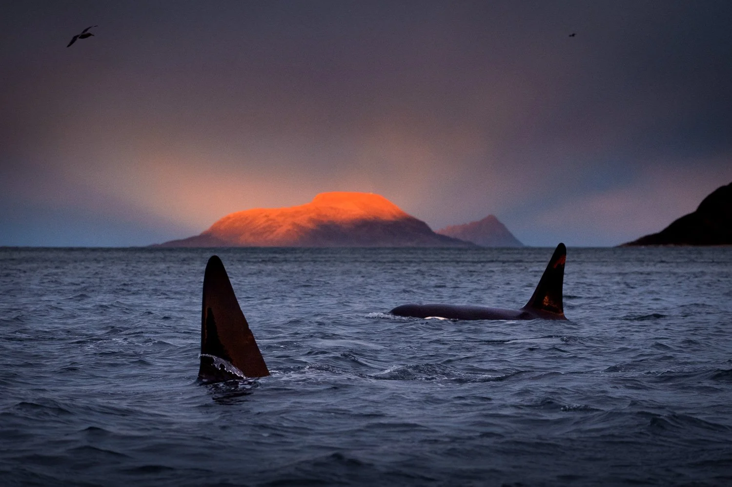 killer-whale-arctic-dorsal-fin.jpg