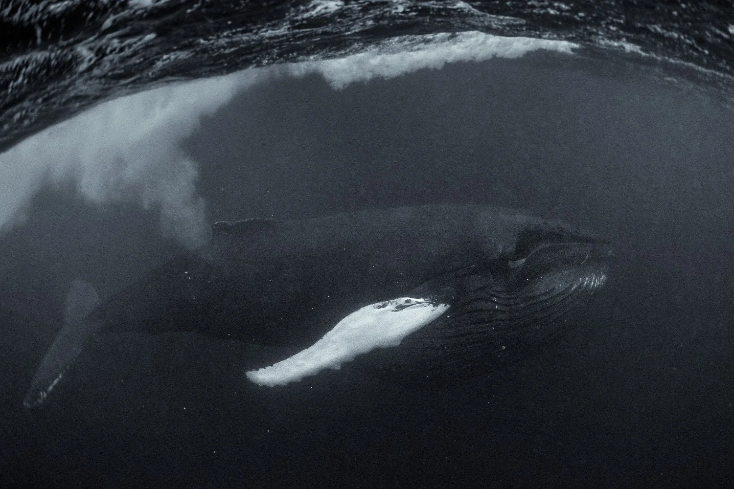 humpback-whale-arctic-feeding-underwater.jpg
